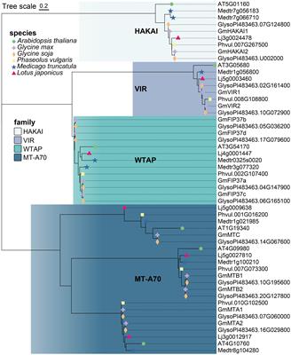 Genome-wide identification and functional analysis of mRNA m6A writers in soybean under abiotic stress